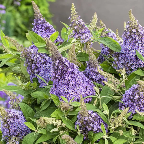 Buddleja davidii 'Candy Lila Sweet'® 20–30 VKR2L
