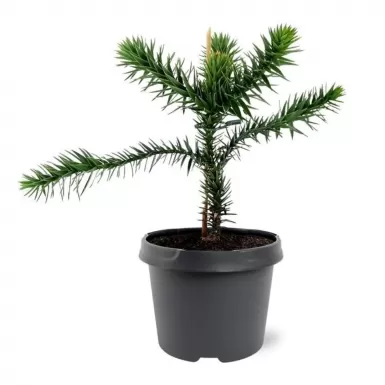Araucaria araucana 15-20 C 2,5 L