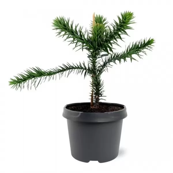 Araucaria araucana 15-20 C 2,5 L