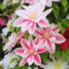 Clematis 'Andromeda' 60/+ RP 2 L