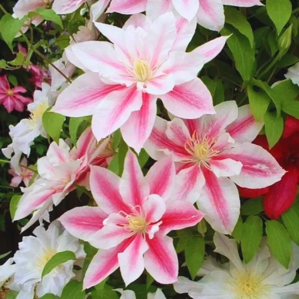 Clematis 'Andromeda' 60/+ RP 2 L