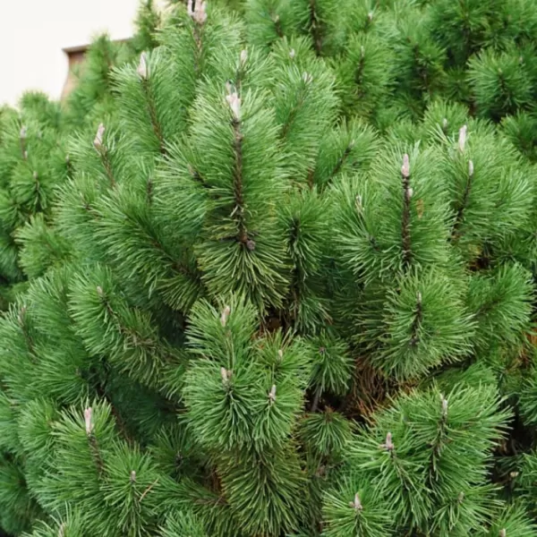 Pinus nigra 'Nana' C13L