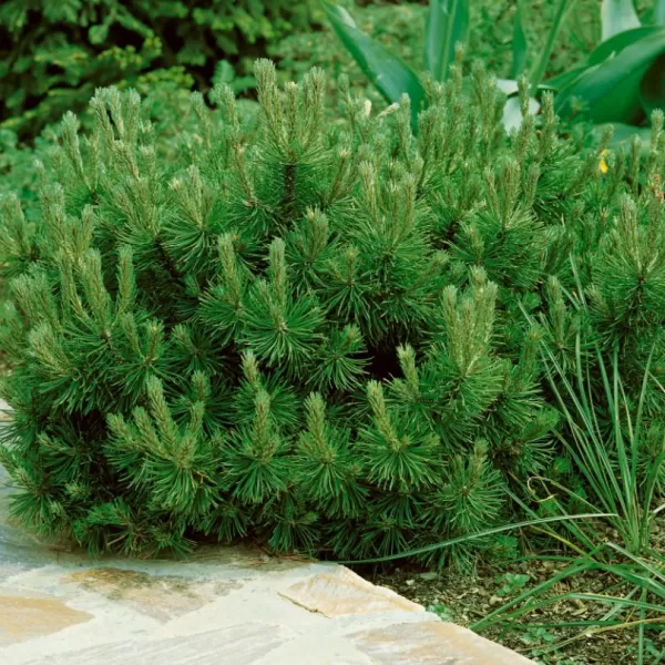 Pinus mugo pumilio 20-30 VKR3L