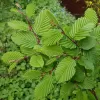 Carpinus betulus 60-80 VKR1,5L
