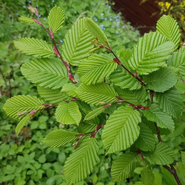Carpinus betulus 60-80 VKR1,5L