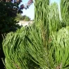 Pinus leucodermis 'Compact Gem' C5L
