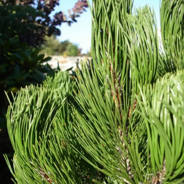 Pinus leucodermis 'Compact Gem' C5L