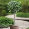 Olea europaea km.50cm C 3 L