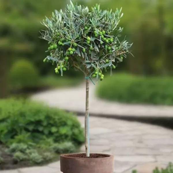 Olea europaea km.50cm C 3 L