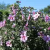 Hibiscus syriacus 'Maike' 40–60 VKR4L