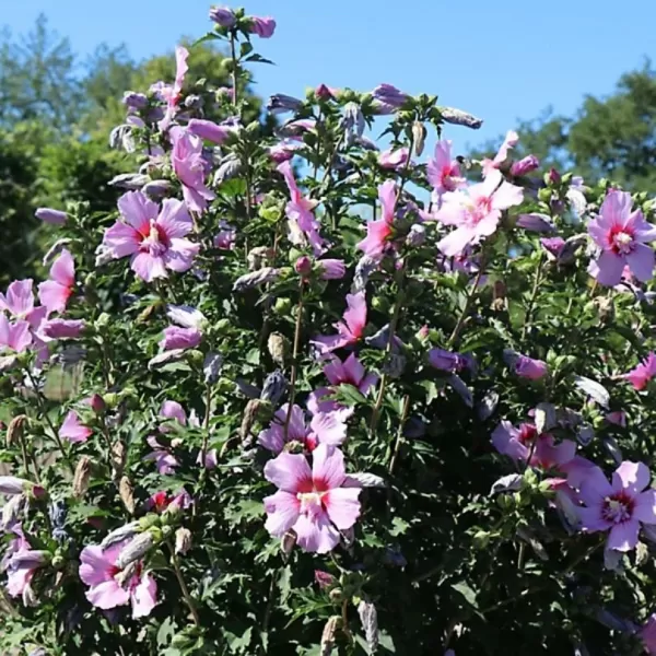 Hibiscus syriacus 'Maike' 40–60 VKR4L
