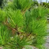 Pinus nigra 'Pierrick Bregeon' C13L