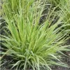 Molinia caerulea 'Variegata' . VKR2L