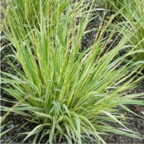 Molinia caerulea 'Variegata' . VKR2L