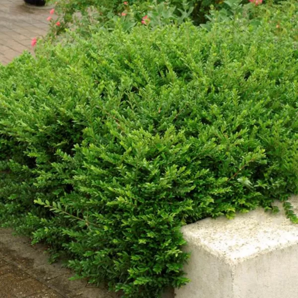 Lonicera pileata 20-30 VKR1,5L