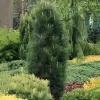 Pinus nigra 'Green Tower' C5L