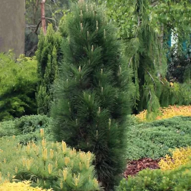 Pinus nigra 'Green Tower' C5L