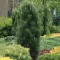 Pinus nigra 'Green Tower' C5L