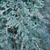 Juniperus horizontalis 'Icee Blue' 15-20 C 2,5 L