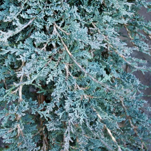 Juniperus horizontalis 'Icee Blue' 15-20 C 2,5 L