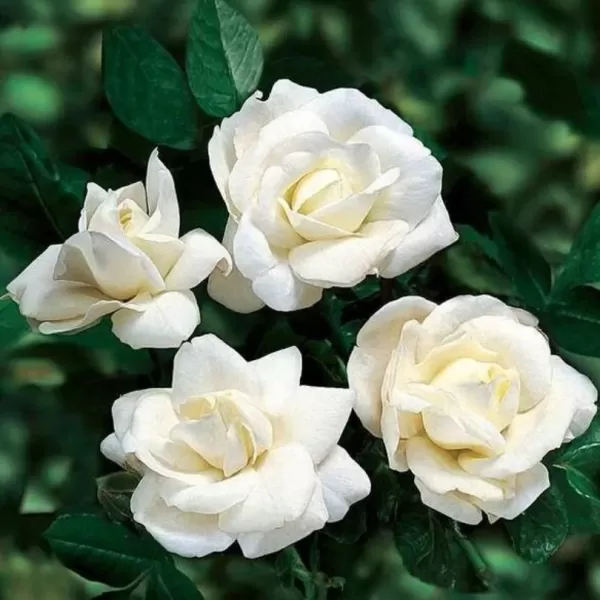 Rosa mini White 20-30 VKR4L