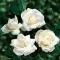 Rosa mini White 20-30 VKR4L