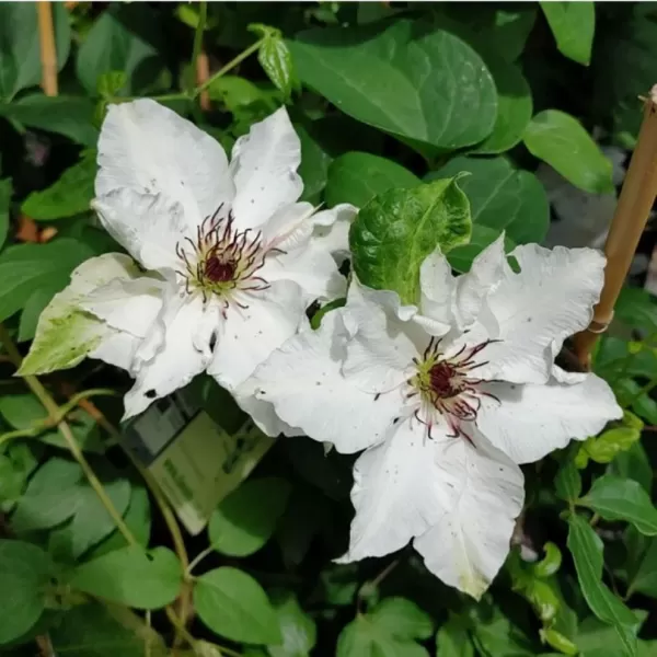 Clematis 'First Light' 60/+ RP 2 L