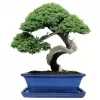 Mísa bonsai s podmiskou - modrá 27x21cm