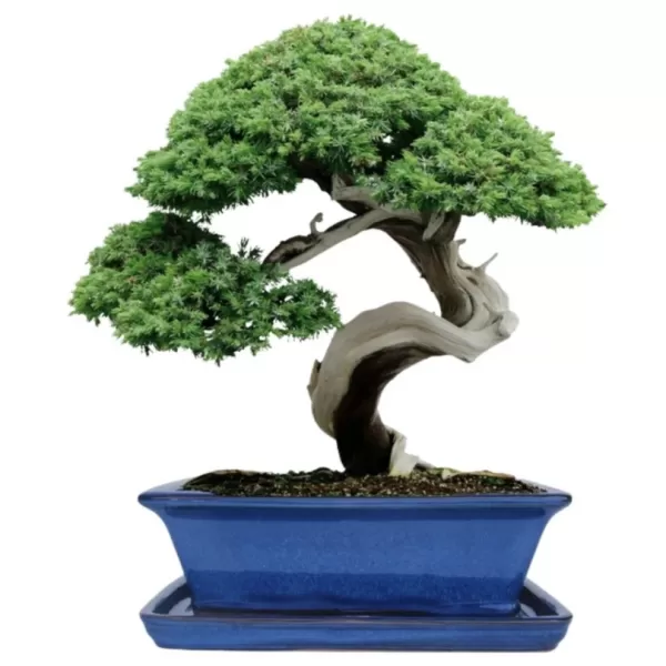 Mísa bonsai s podmiskou - modrá 27x21cm