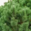 Pinus nigra 'Nana' C5L