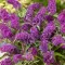Buddleja davidii 'Candy Little Purple'® 20-30 VKR2L
