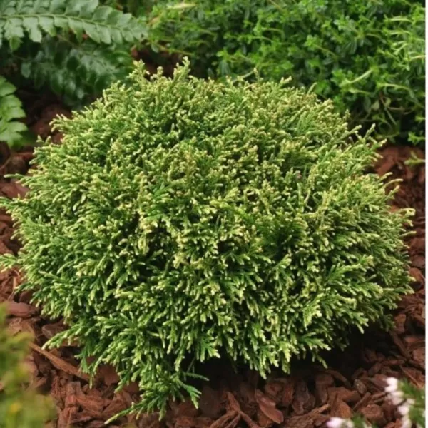 Chamaecyparis pisifera 'White Pygmy' 15-20 C 2,5 L