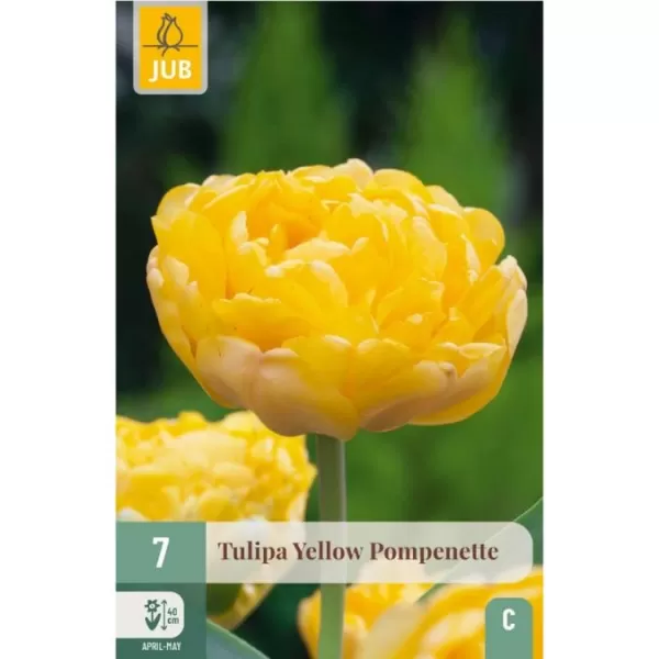 Karta - Tulipán - Yellow pompenette (7 cibulí) "C"
