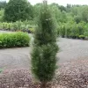 Pinus nigra 'Green Tower' C5L