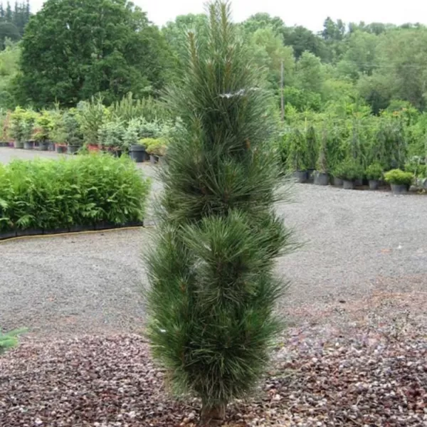 Pinus nigra 'Green Tower' C5L
