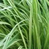 Molinia caerulea 'Variegata' . VKR2L
