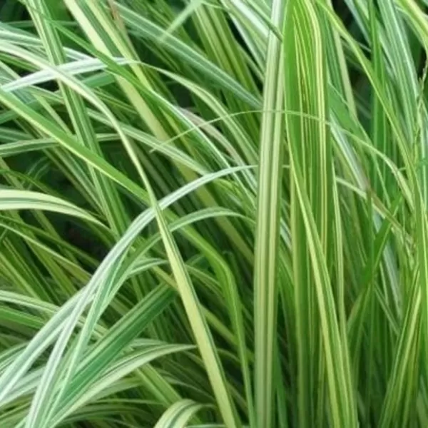 Molinia caerulea 'Variegata' . VKR2L