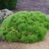 Pinus densiflora 'Low Glow' C13L