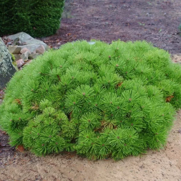 Pinus densiflora 'Low Glow' C13L