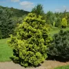 Chamaecyparis obtusa 'Aurora' C5L