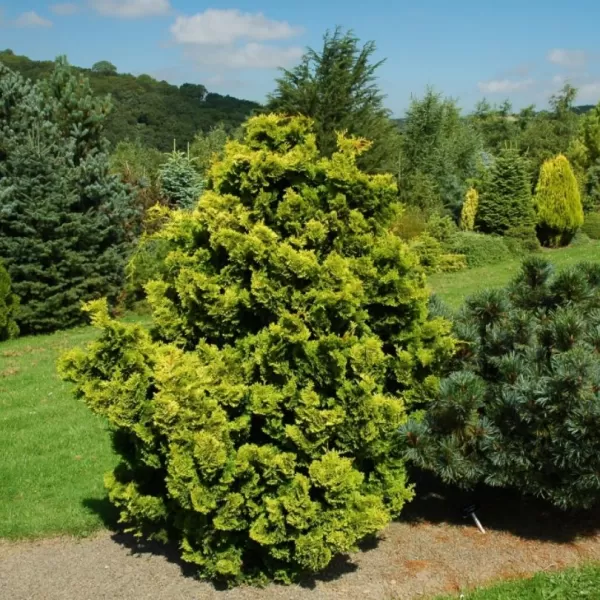 Chamaecyparis obtusa 'Aurora' C5L