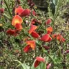 Cytisus 'Lena' 20-30 VKR1,5L
