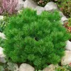 Pinus mugo 'Kloster Grün' C5L