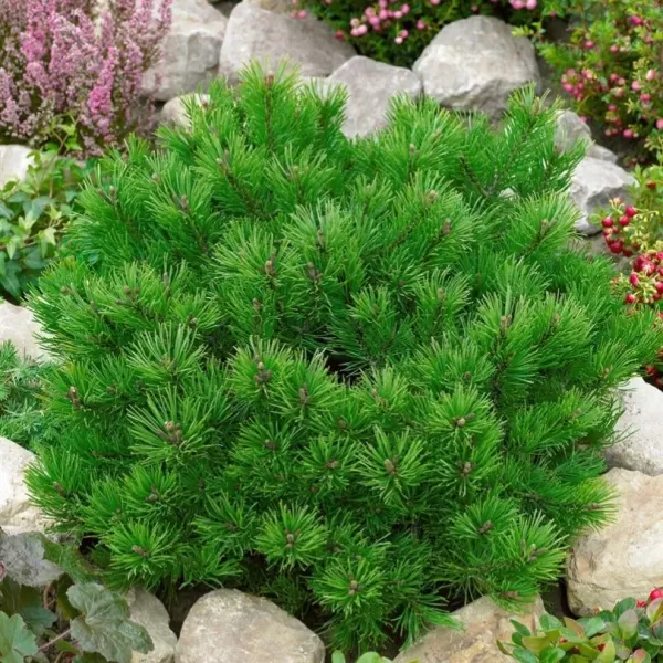 Pinus mugo 'Kloster Grün' C5L