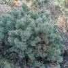 Pinus sylvestris 'Blue Pearl' C13L