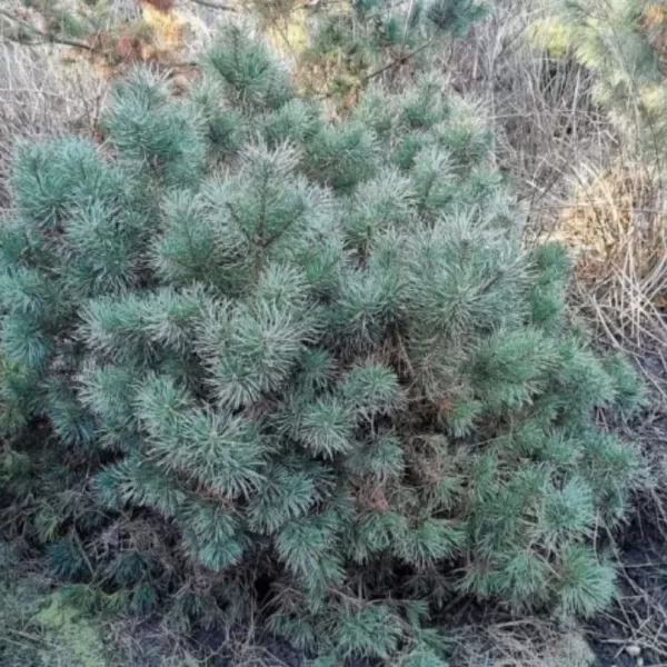 Pinus sylvestris 'Blue Pearl' C13L