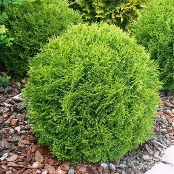 Thuja occidentalis 'Tiny Tim' 20-30 VKR3L