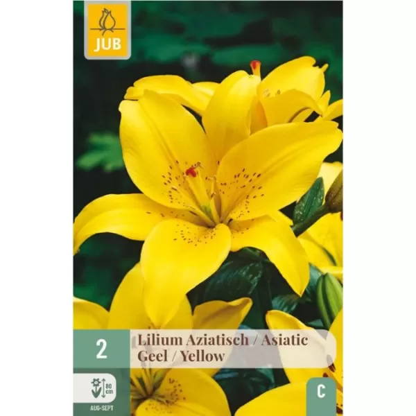 Karta - Lilie - Asiatic Yellow (2 cibule) "B"