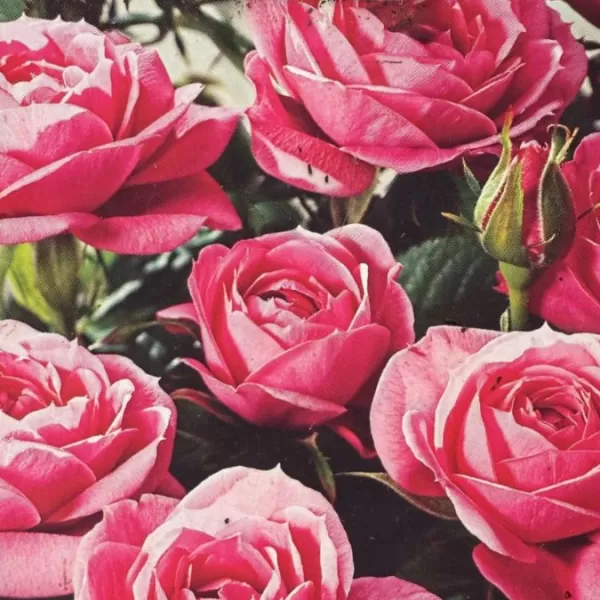 Rosa mini PINK 20-30 1,5l