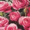 Rosa mini PINK 20-30 1,5l